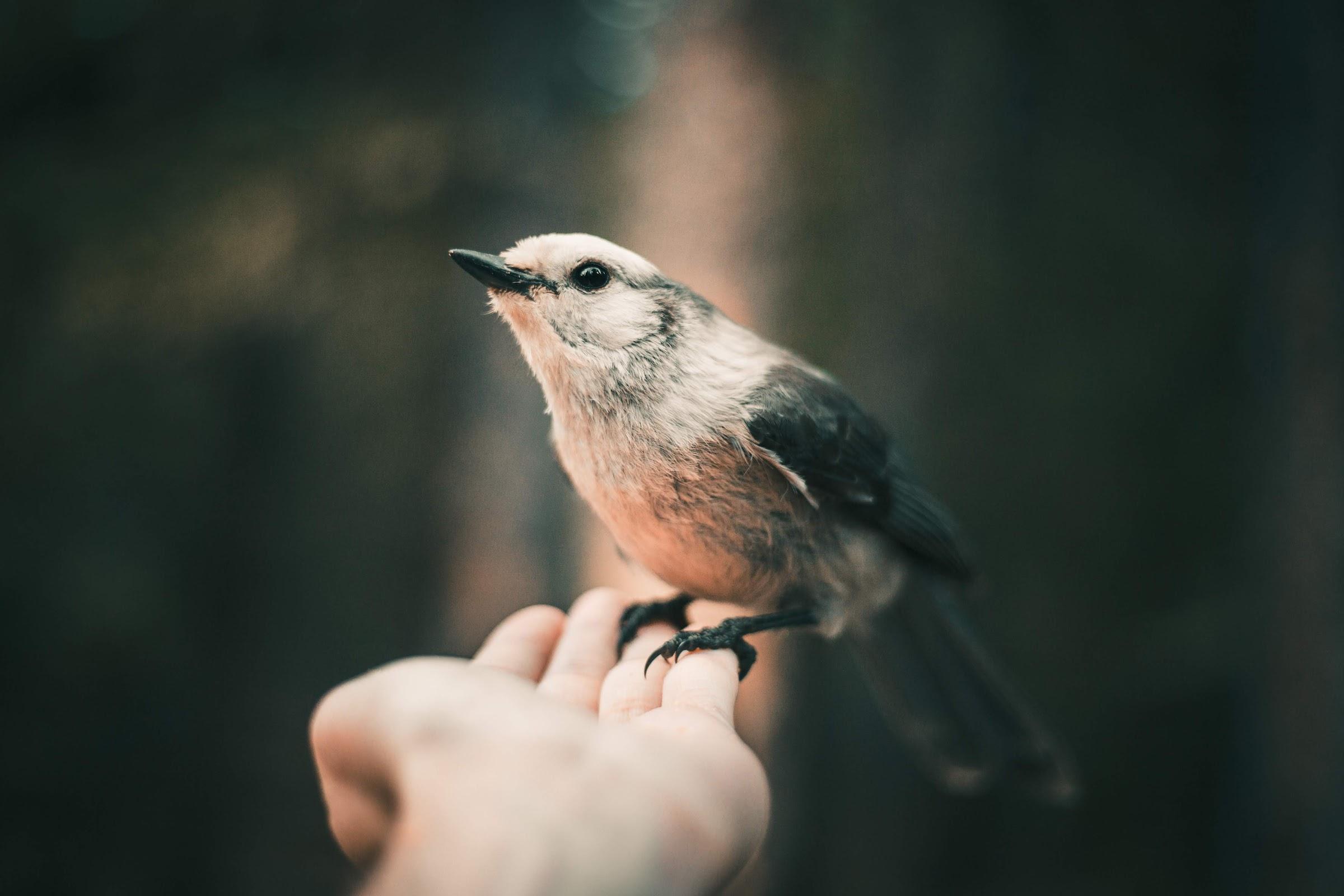 Bird landing on hand