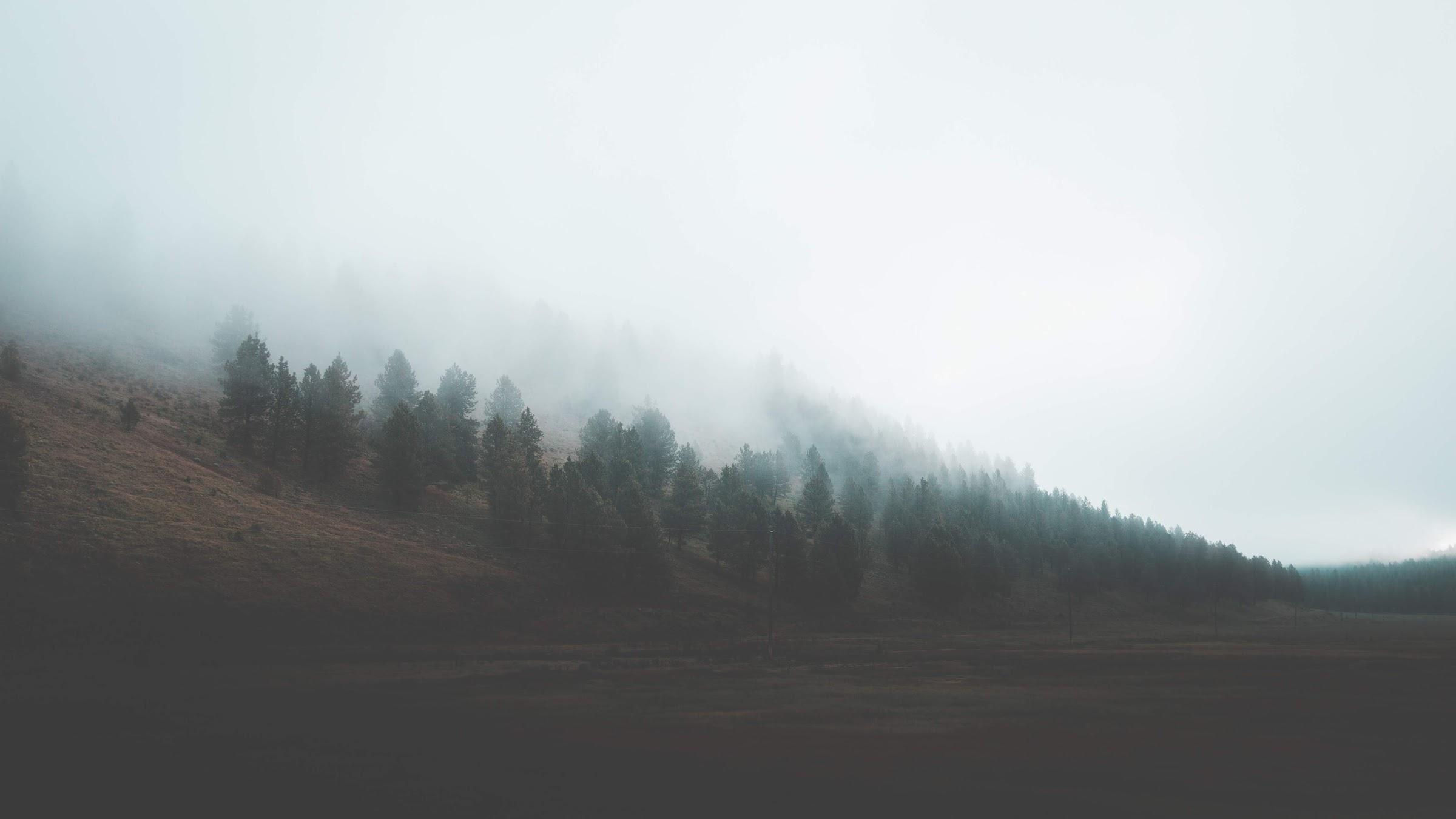 Foggy morning outside a Bates State Park in Austin, OR