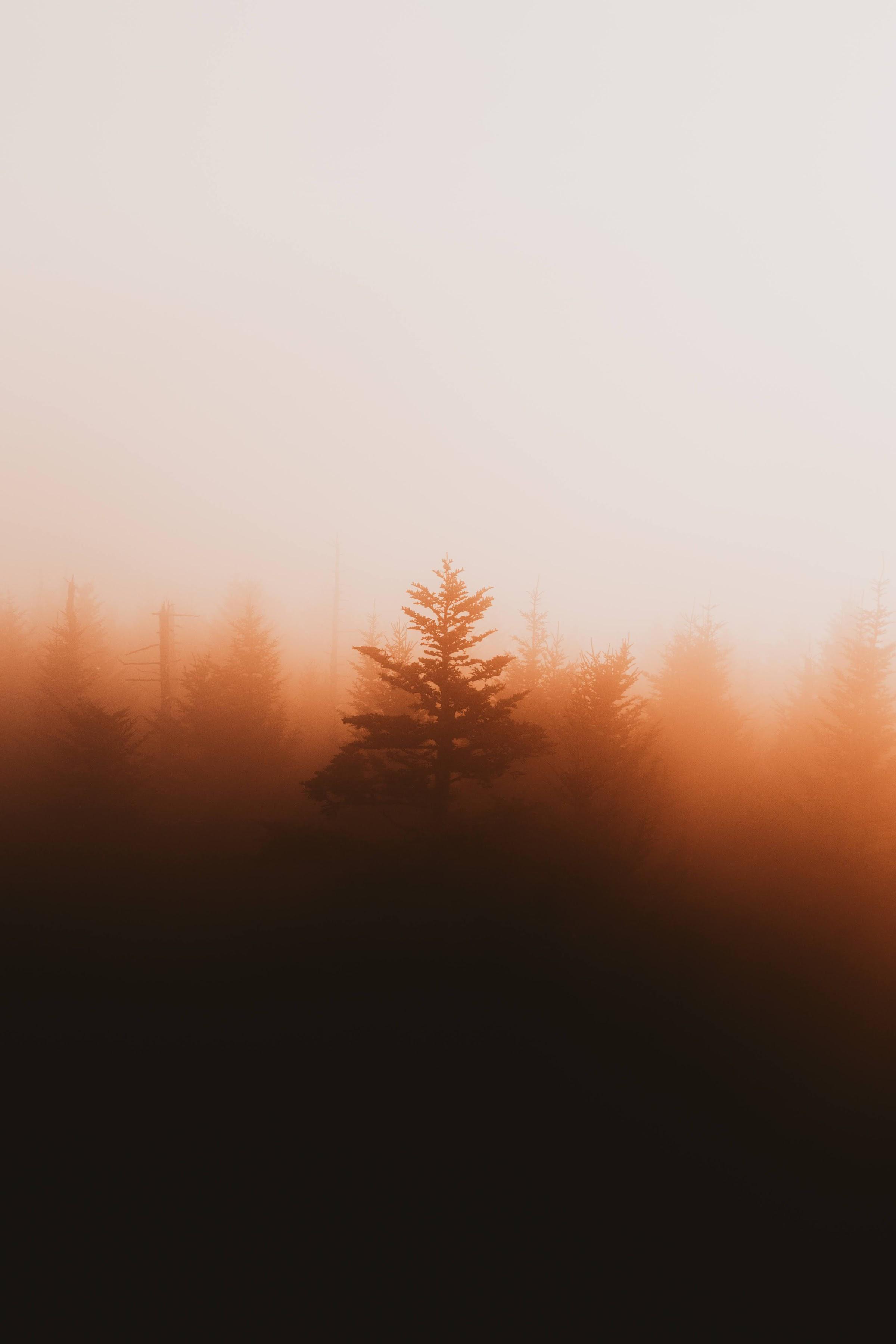 Foggy sunrise tree in the Smoky Mountains