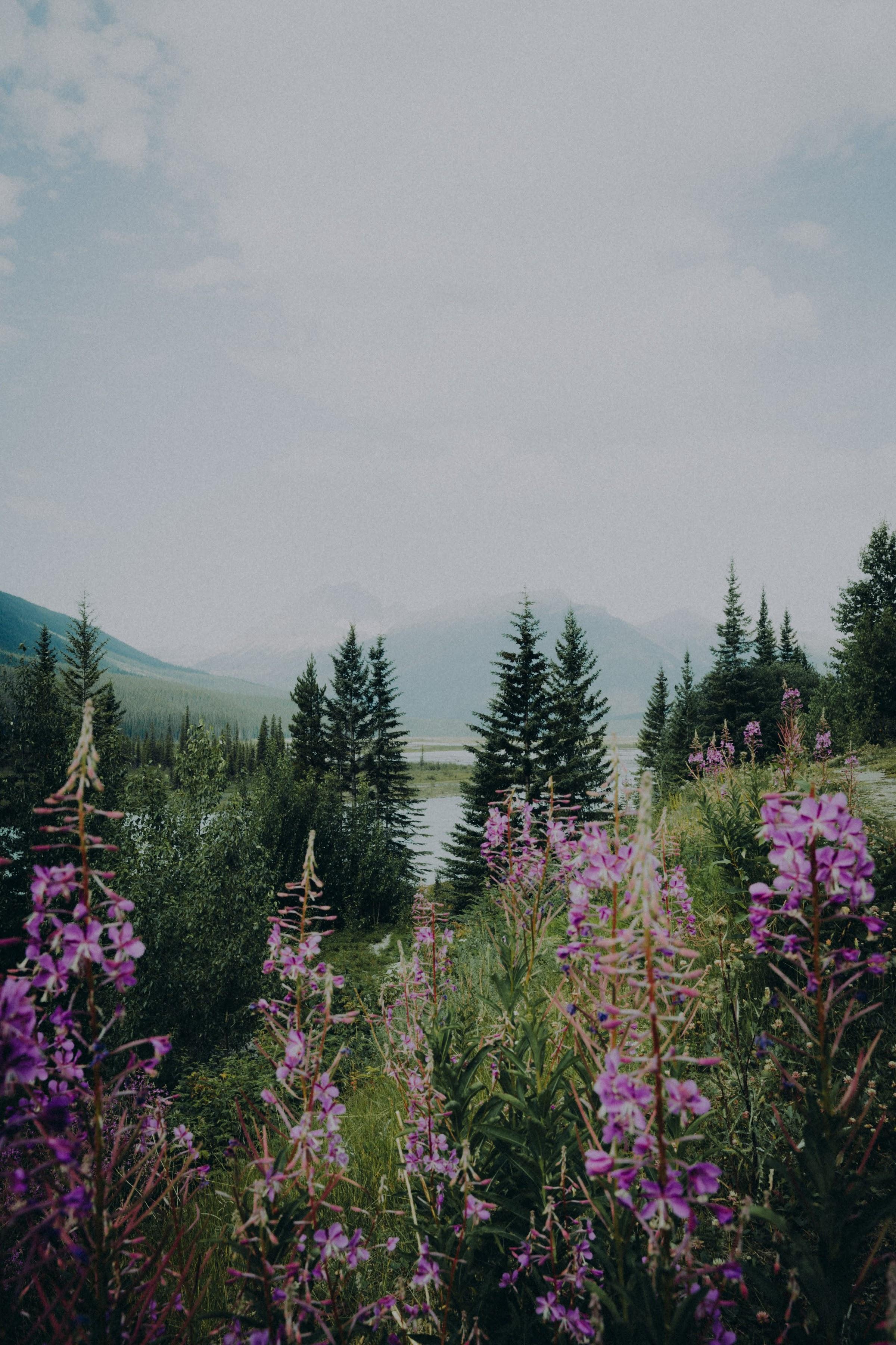 Icefield Parkway wildflowers