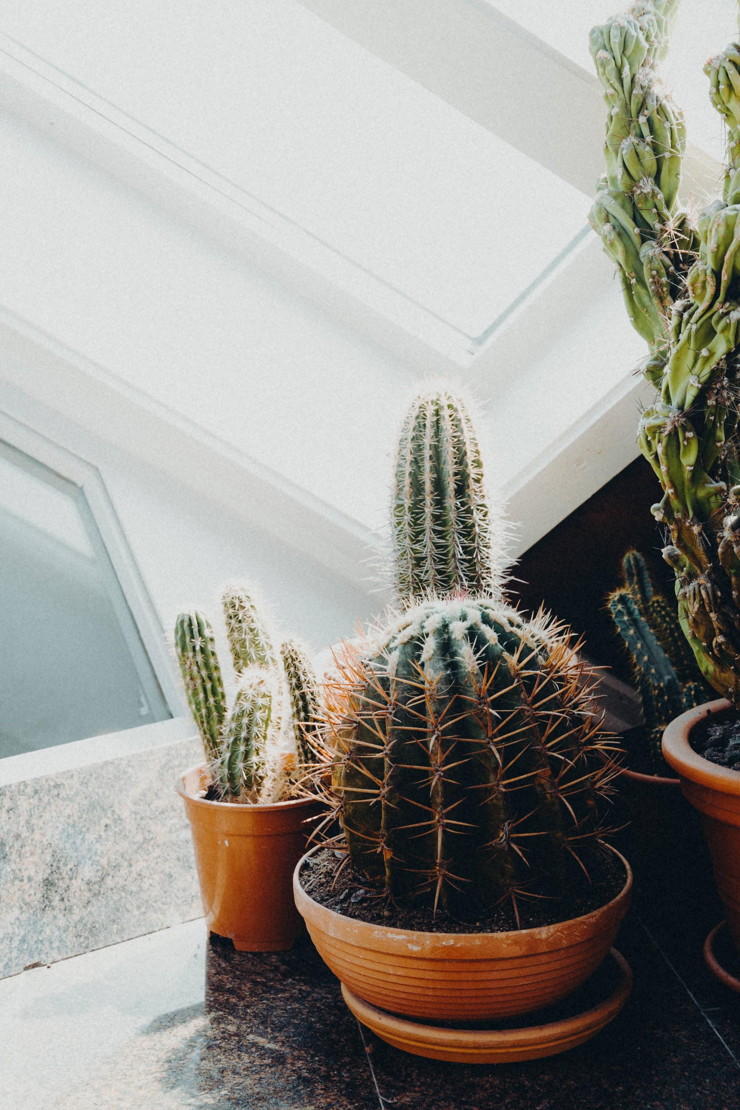 Cactus under soft light