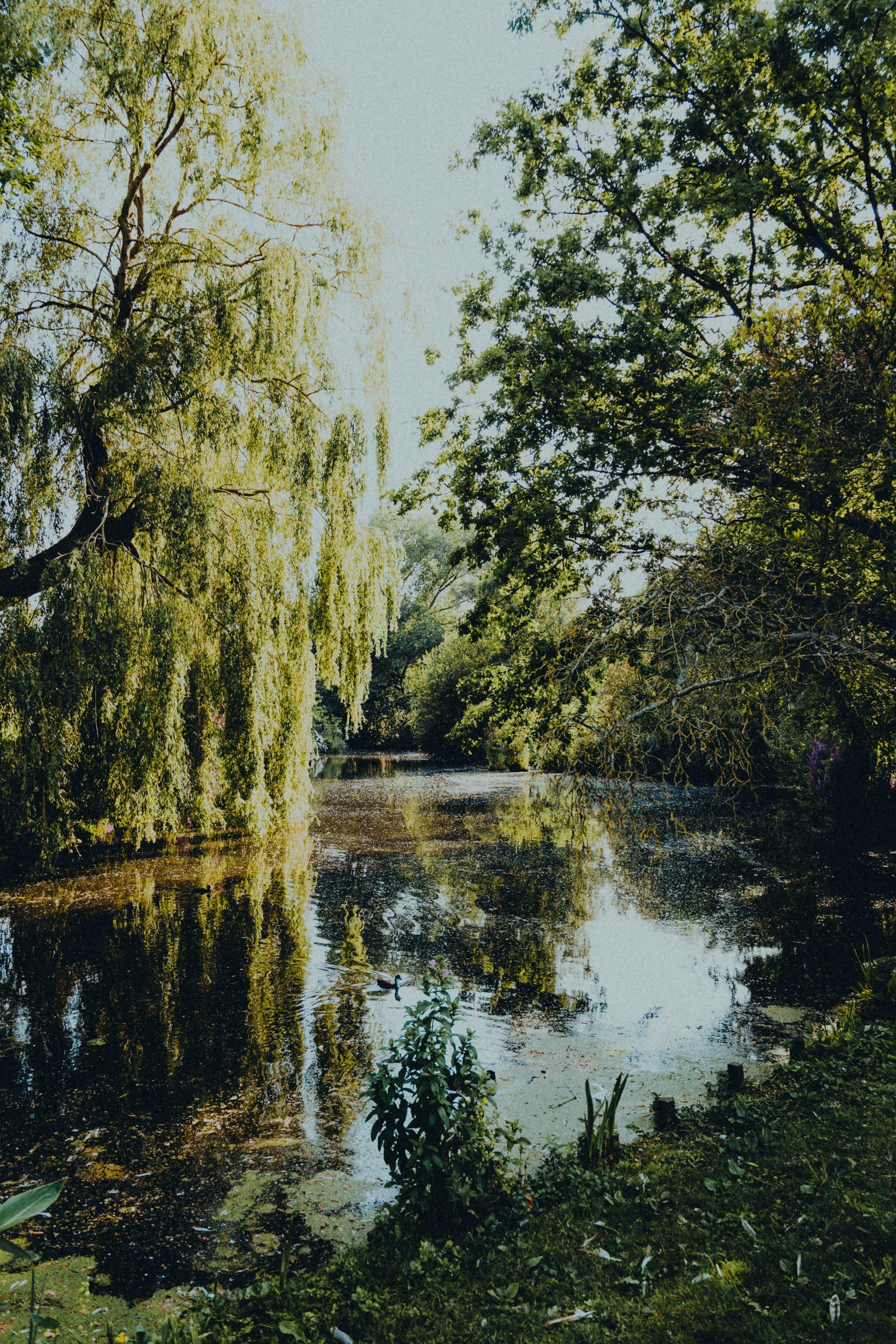 Lush park in the Netherlands