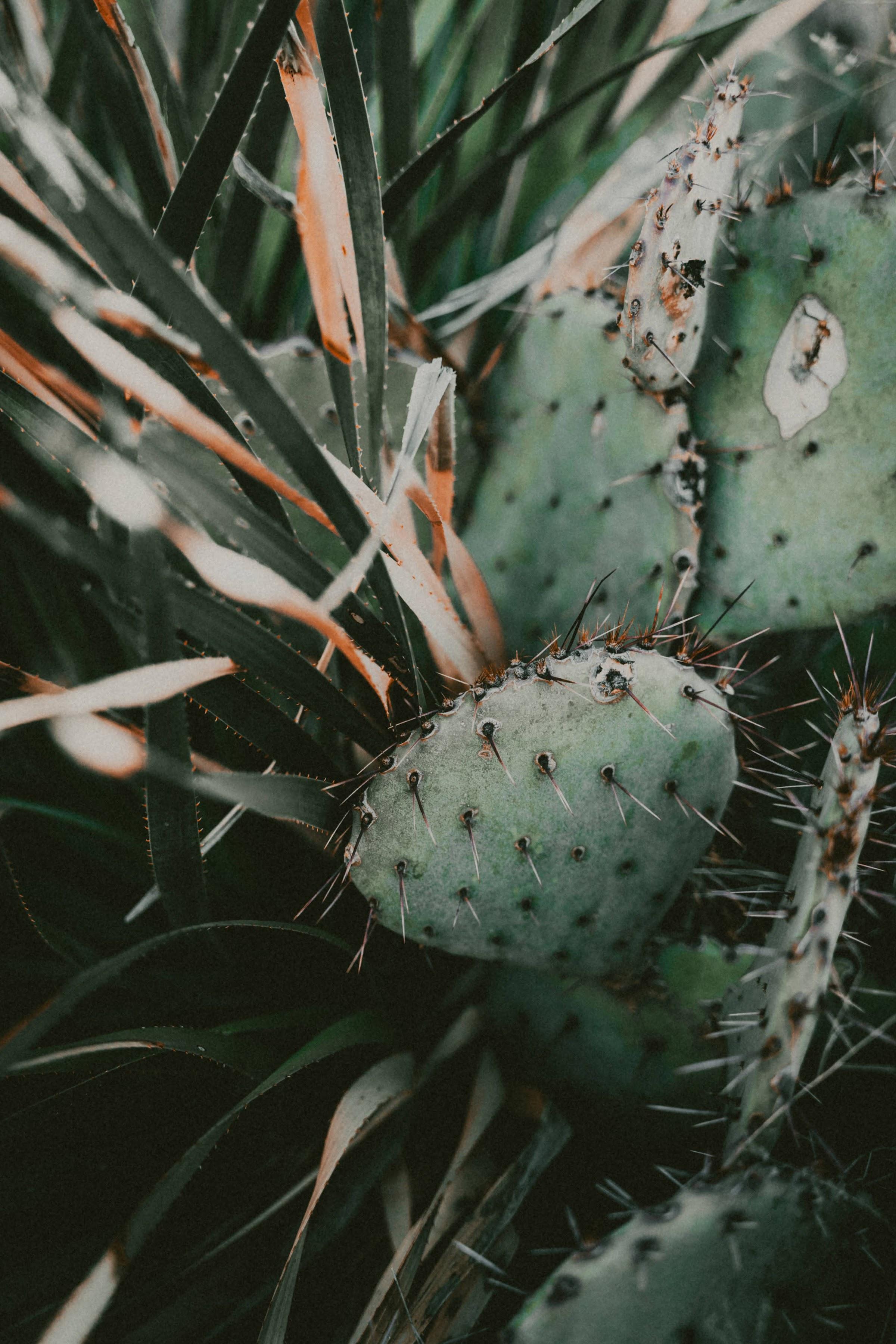 Cactus texture